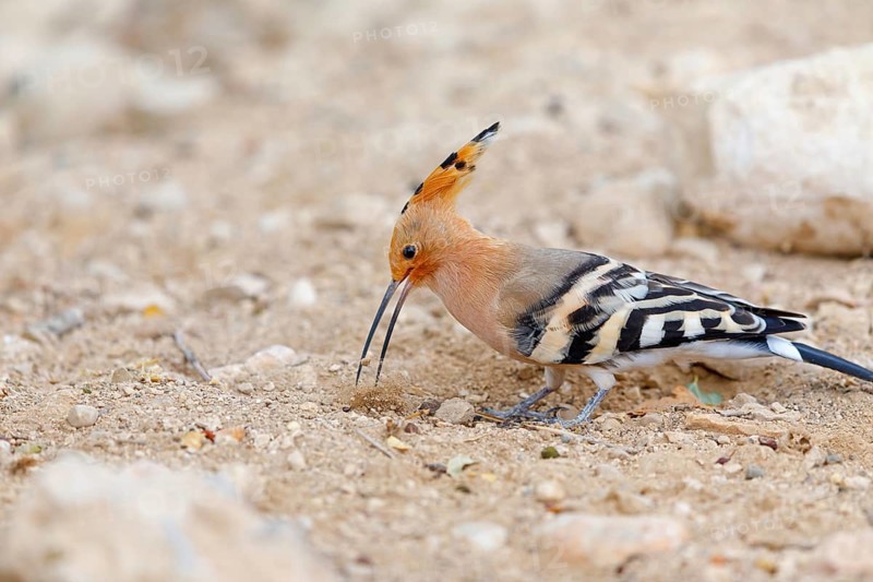 Hoopoe, (Upupa epops), on a perch, family Hoopoes, early raptors, Hides de El Taray / Lesser Kestrel Hide, Villafranca de los Caballeros, Castilla La Mancha / Toledo, Spain