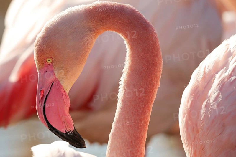 A stunning close-up image capturing the elegant curvature of a pink flamingo's neck and detailed textures of its feathers, taken in the French Camargue during the nuptial season