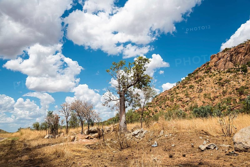 Australia, Australia, Australian continent, Western Australia, Elizabeth Highway, blue sky, trees, barren landscape