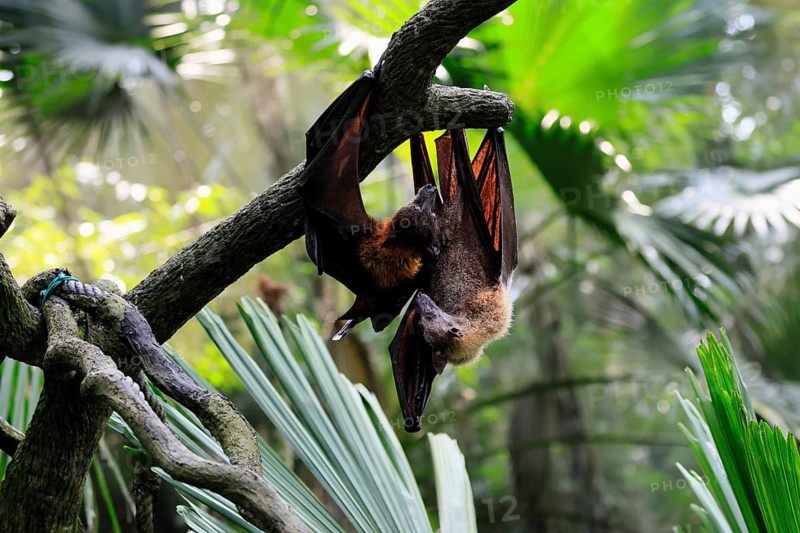 Kalong flying fox (Pteropus vampyrus), adult, two animals, in sleeping tree, during the day, Singapore, Southeast Asia