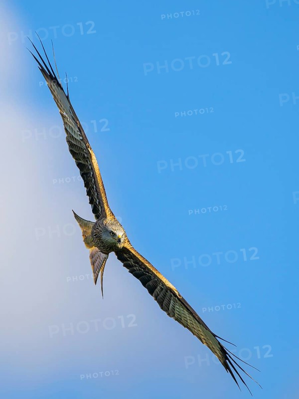 Red Kite, Milvus milvus, bird in flight