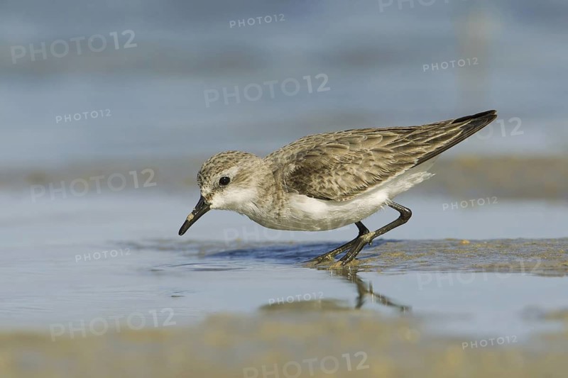 Red-necked Stint (Calidris ruficollis), Victoria, Australia