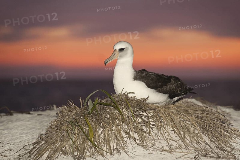 Laysan Albatross (Phoebastria immutabilis), Hawaii, USA