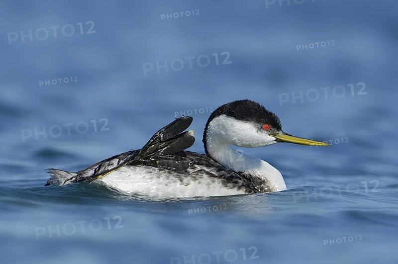 Clark's Grebe (Aechmophorus clarkii), Texas, USA