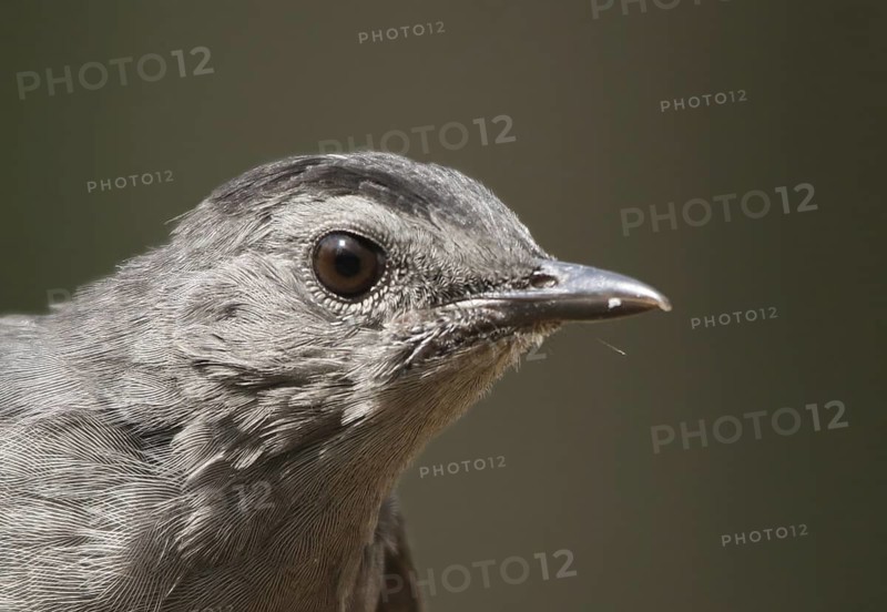 Grey Catbird (Dumetella carolinensis), Saskatchewan, Canada
