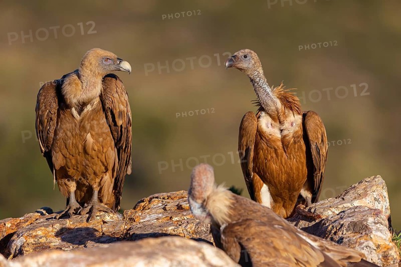 Griffon Vulture, Eurasian Griffon Vulture, Griffon Vulture, Eurasian Griffon, (Gyps fulvu), Vautour fauve, Buitre Leonado, two vultures on perch, Hides De Calera / Valley Hide, Calera Y Chozas, Castilla La Mancha / Toledo, Spain