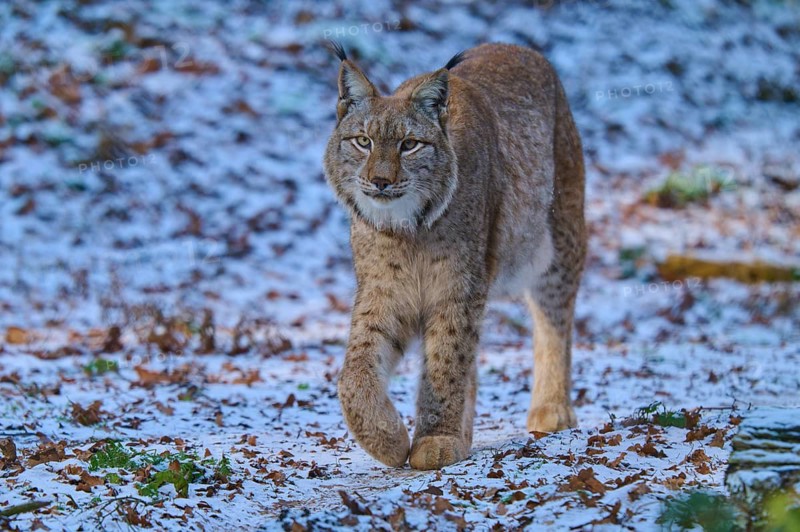 A lynx roaming a snowy forest environment, winter, lynx (Lynx lynx), Hesse, Germany