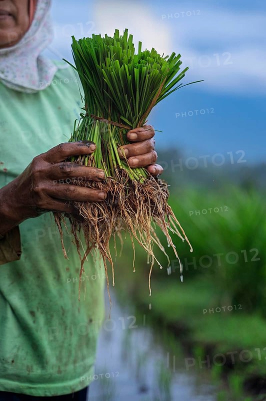A close-up view of a woman holding a bundle of young rice plants with roots exposed, set against a green field and blue sky. The image captures traditional rice farming in Indonesia