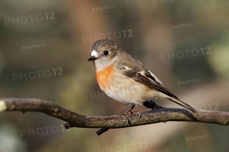 Scarlet Robin (Petroica boodang) female, Australian Capital Territory, Australia