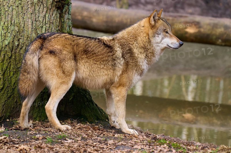 A wolf stands next to a tree, reflecting in the calm water, Wolf (Canis lupus), Germany