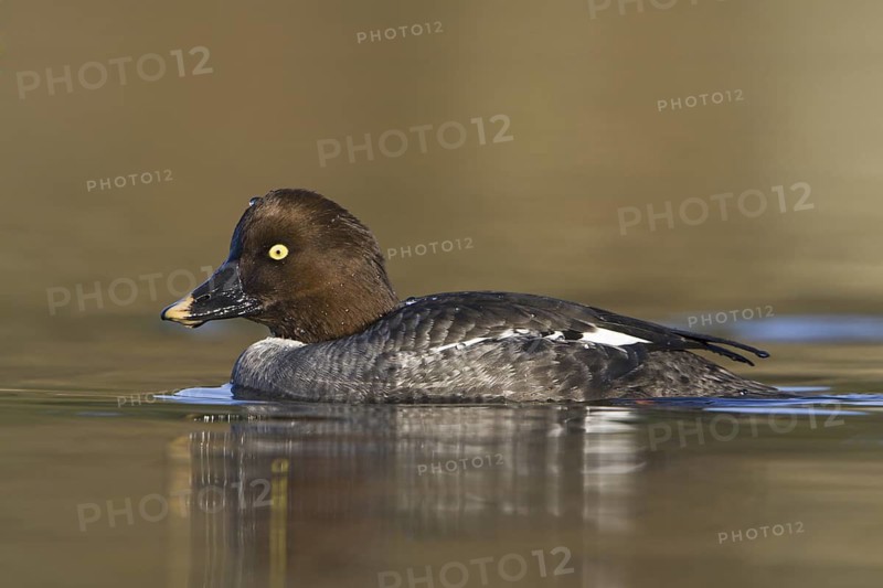 Common Goldeneye (Bucephala clangula) female, British Columbia, Canada