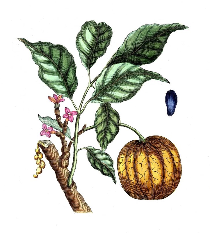 Cambogia gutta, Malabar tamarind, tropical species of Garcinia, digital reproduction of a historical model, between 1790 and 1810
