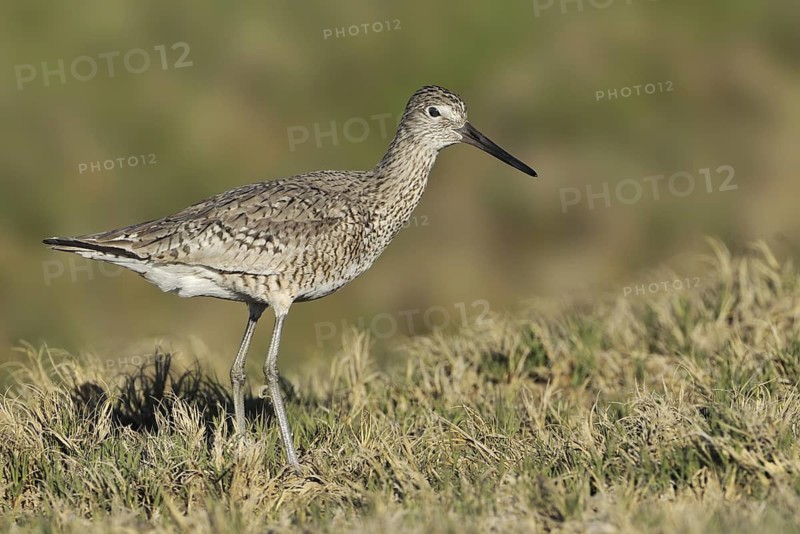 Willet (Tringa semipalmata), Texas, USA