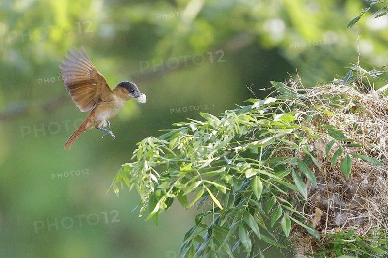 Rose-throated Becard (Pachyramphus aglaiae) building a nest in Costa Rica, Central America