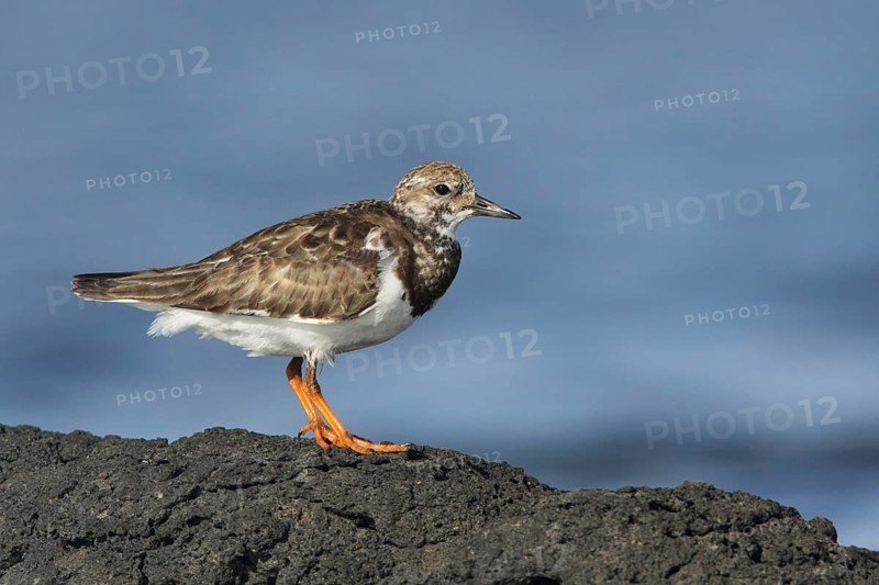 Ruddy Turnstone (Arenaria interpres), Victoria, Australia
