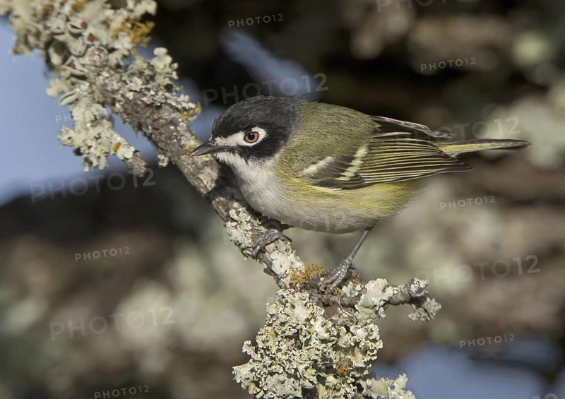 Black-capped Vireo (Vireo atricapilla), Texas, USA