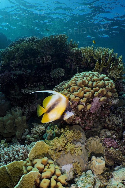 Red Sea bannerfish (Heniochus intermedius) in a typical reef landscape with hard corals and soft corals, dive site House Reef, Mangrove Bay, El Quesir, Red Sea, Egypt