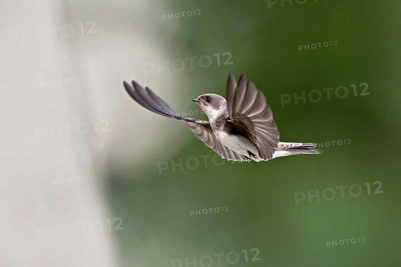 Sand martin (Riparia riparia), in flight, Reussegg nature reserve, Canton Aargau, Switzerland