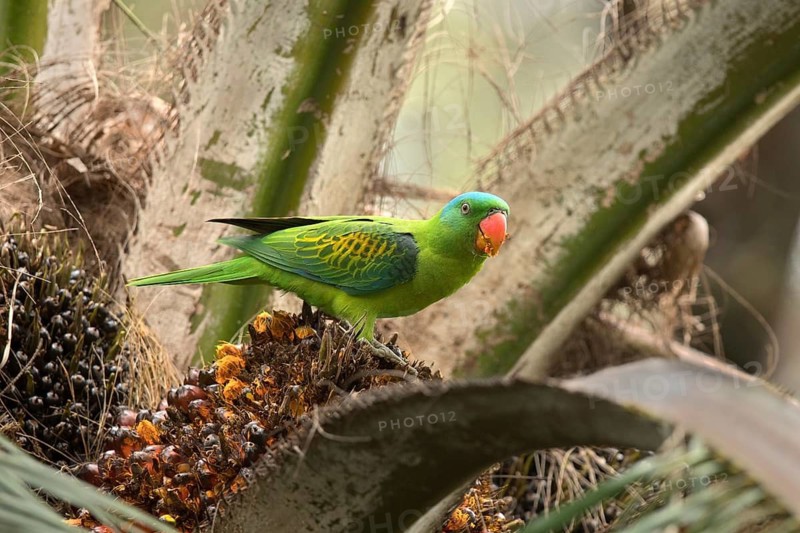 Blue-naped Parrot (Tanygnathus lucionensis) perched on a palm branch, Sabah, Malaysia