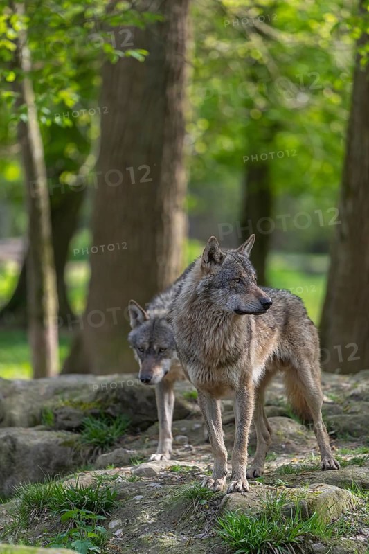 Two eurasian gray wolves (Canis lupus lupus) standing in an open forest, showing social behaviour. Rocks, logs and green vegetation in the background