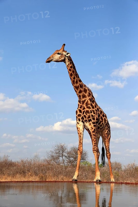 Southern giraffe (Giraffa camelopardalis giraffa), adult, at the water, Kruger National Park, Kruger National Park, Krugerpark, South Africa