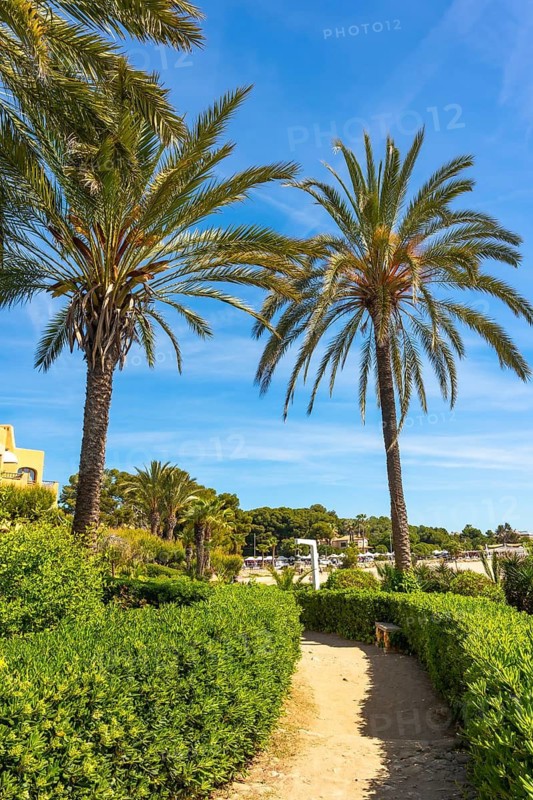 Scenic cami de ronda coastal path heading towards roc de sant gaieta near comarruga, tarragona, spain, featuring lush palm trees and a clear blue sky