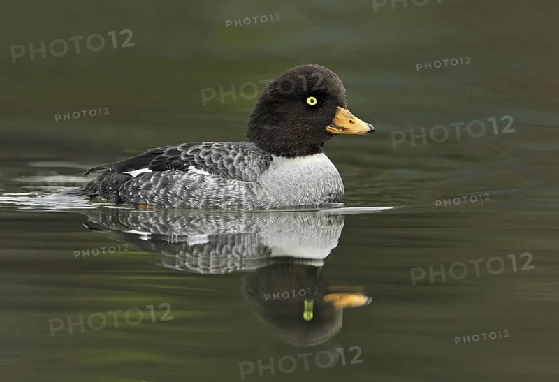 Barrow's Goldeneye (Bucephala islandica) female, British Columbia, Canada