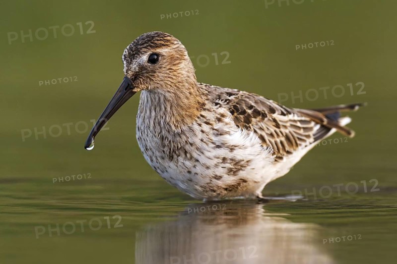 Dunlin (Calidris alpina), Asturias, Spain