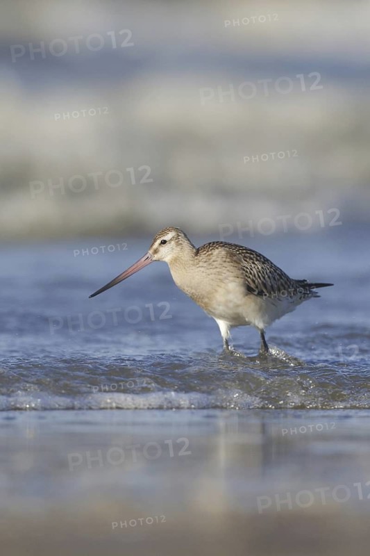 Bar-tailed Godwit (Limosa lapponica), Netherlands