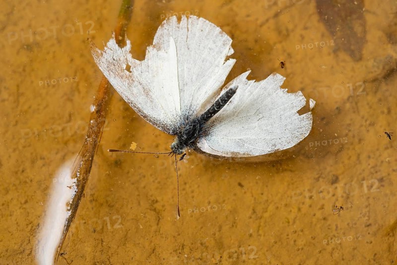 A fragile cabbage butterfly with tattered wings rests on the surface of earth symbolizing grace and vulnerability in nature. Close up view of delicate details