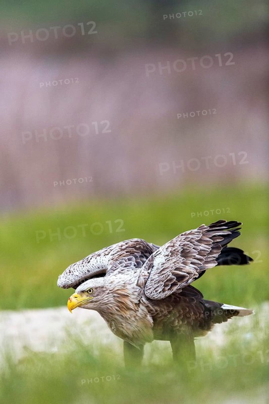 White-tailed Eagle (Haliaeetus albicilla) on ground, Romania