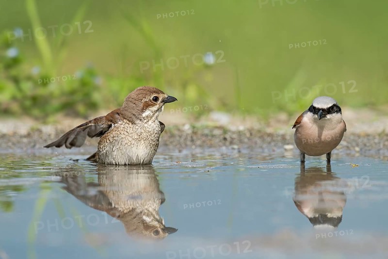 Red-backed Shrike (Lanius collurio) male with young at waterhole, Aosta Valley, Italy