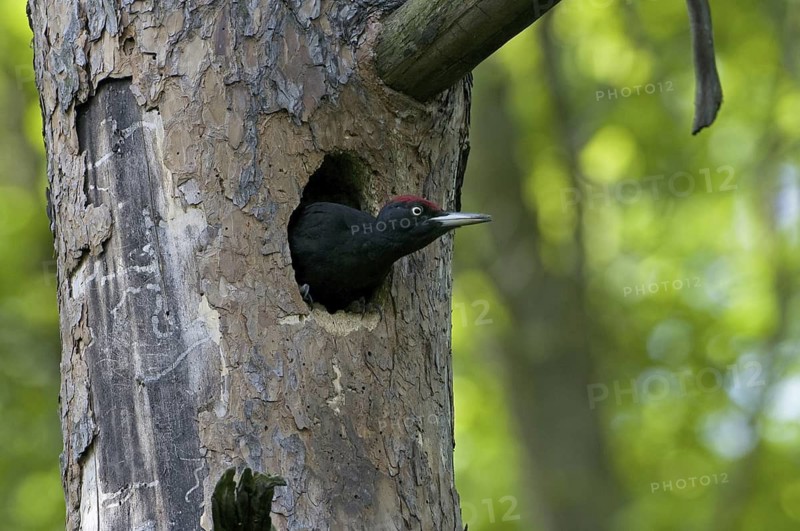 Black Woodpecker (Dryocopus martius) male, Saxony, Germany