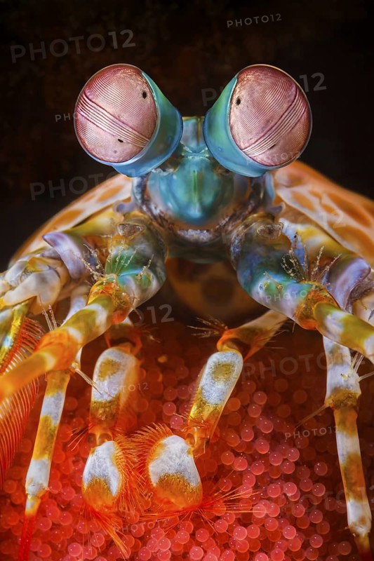 Clown-Fangschreckenkrebs, Odontodactylus scyllarus Peacock Mantis Shrimp, Odontodactylus scyllarus