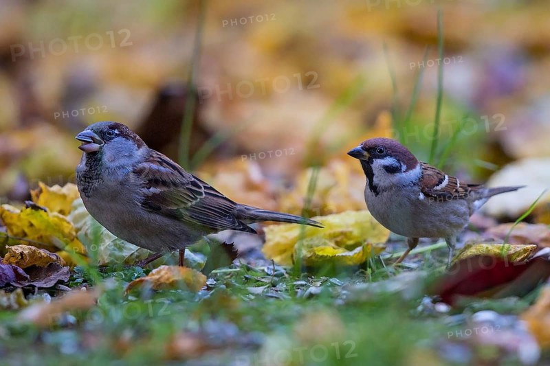 House Sparrow & Eurasian Tree Sparrow (Passer domesticus & Passer montanus), Bavaria, Germany
