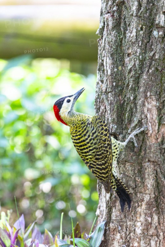 Green-banded Woodpecker (Colaptes melanochlorus) Pantanal Brazil