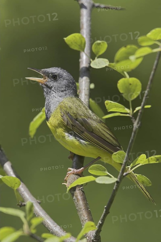 Mourning Warbler (Geothlypis philadelphia) male singing, Ontario, Canada