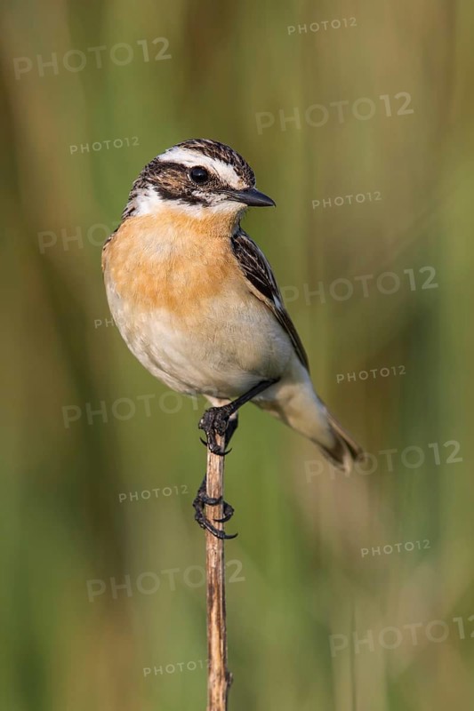 Whinchat (Saxicola rubetra) male perched on a meadow plant, Poland