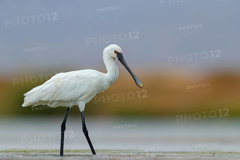 Spoonbill, (Platalea leucorodia), foraging, family of ibises and spoonbills, foraging, biotope, USA, North America, Florida, Everglades, East Khawr Khawr Ad Dahariz, Everglades, Florida, USA