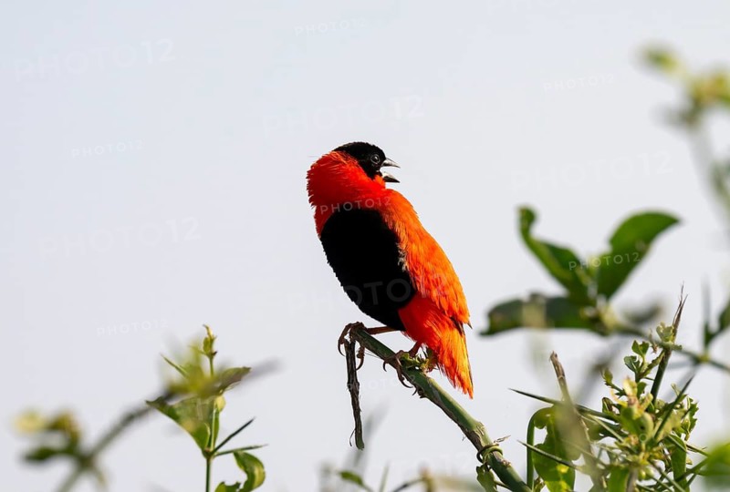 Fire weaver (Euplectes franciscanus), red bird sitting on a branch, Murchison Falls National Park, Western Region, Uganda