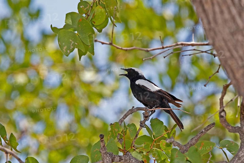 Arnott's Chat (Myrmecocichia arnotti)