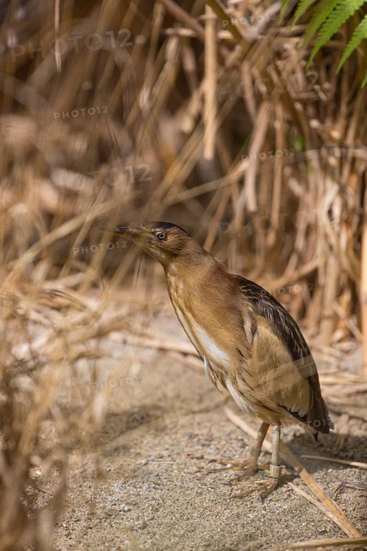 One little bittern or common little bittern (Ixobrychus minutus) hiding in reed grass, watching for food