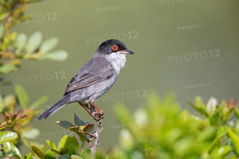Velvet-headed warbler, (Sylvia melanocephala), warbler family, biotope, habitat, perch, foraging, Lesbos Island, Lesbos, Greece