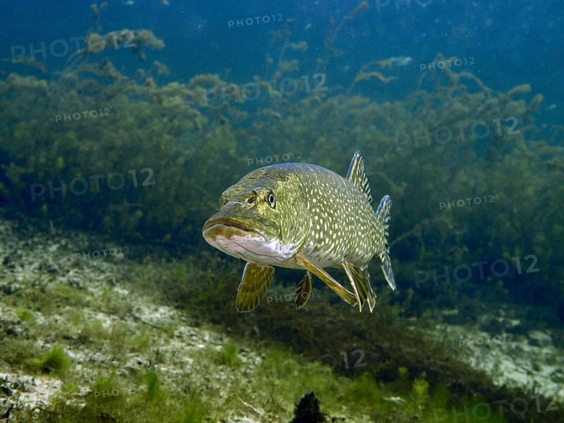 Pike (Esox lucius) swimming in a natural underwater habitat with algae growth. Dive site Parkhaus Post, Überlingen, Lake Constance, Germany