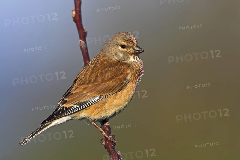Common Linnet (Linaria cannabina), Rhineland-Palatinate, Germany