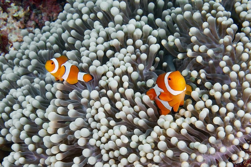 Two curious Ocellaris Clownfish (Amphiprion ocellaris) swimming in a sea anemone, dive site Coral Garden, Menjangan, Bali, Indonesia