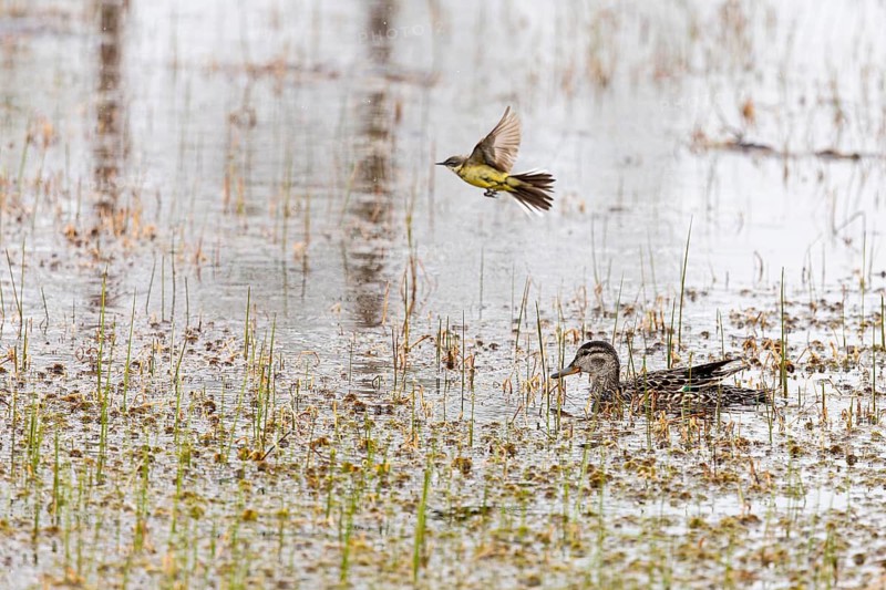 Female Eurasian Teal (Anas crecca) and overflying Yellow Wagtail (Motacilla flava), Pyhä-Luosto National Park, Lapland, Finland
