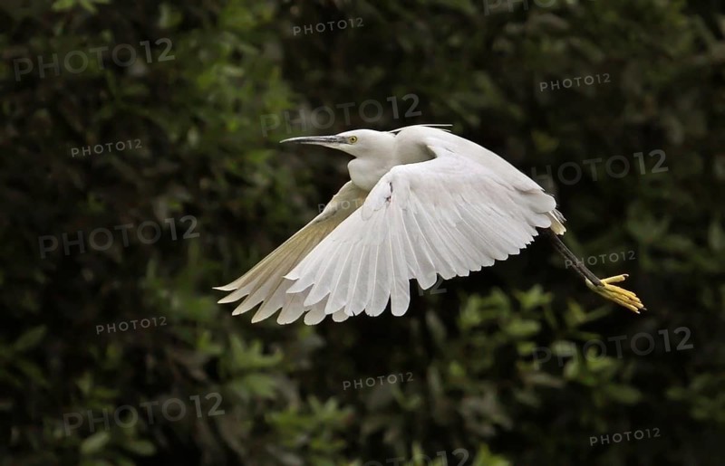 Little Egret (Egretta garzetta) flying, France