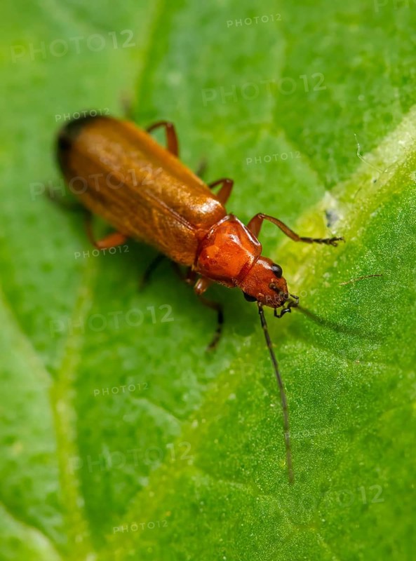 A Common red soldier beetle (Rhagonycha fulva) crawls on a green leaf in a close-up, Ternitz, Lower Austria, Austria