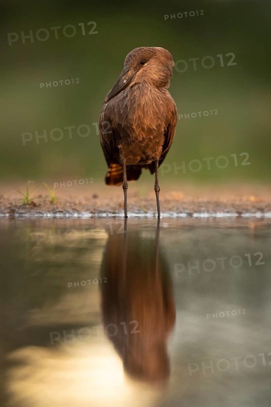 Hamerkop (Scopus umbretta), South Africa